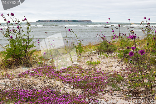 Image of Beautiful nature of Gotland, Sweden