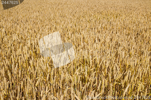 Image of Wheat field closeup