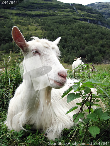 Image of white goat