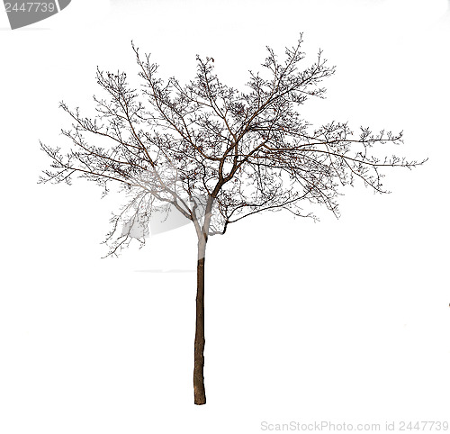 Image of Bare tree isolated over white