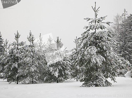 Image of Winter forest