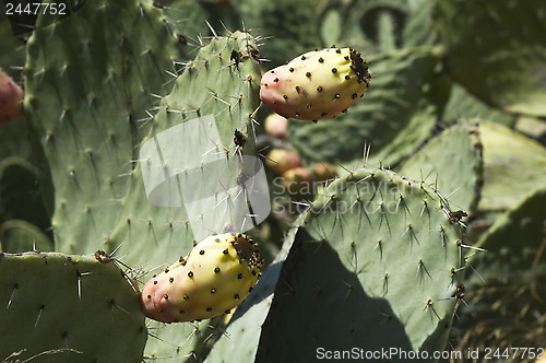 Image of Opuntia cactus with fruit 