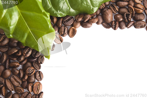 Image of coffee grains and leaves