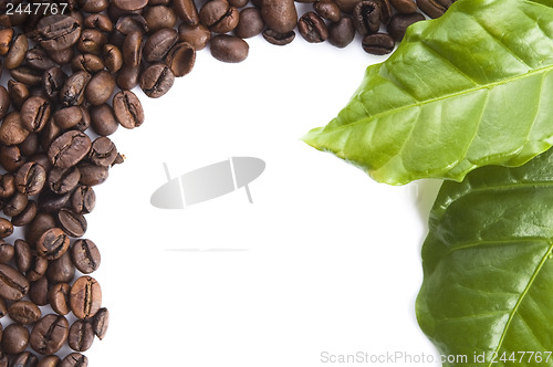 Image of coffee grains and leaves