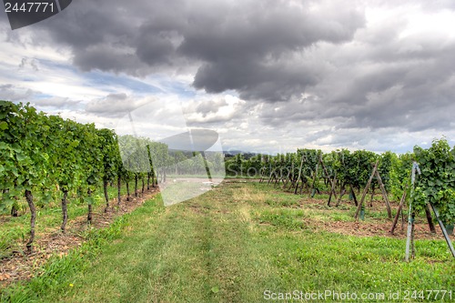 Image of Alsace landscape and vinewyard