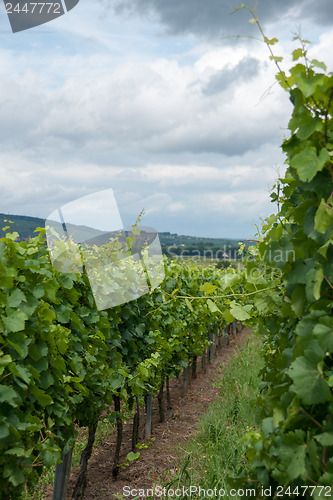 Image of Alsace landscape and vinewyard