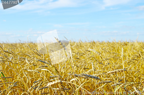 Image of wheat field
