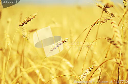 Image of wheat field