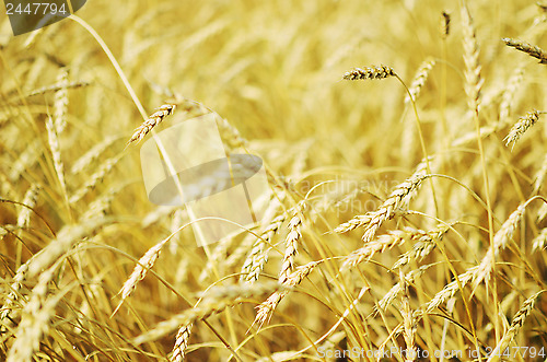 Image of wheat field