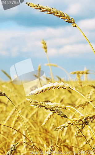 Image of wheat field