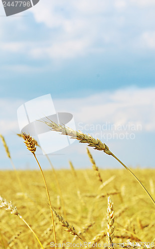 Image of wheat field