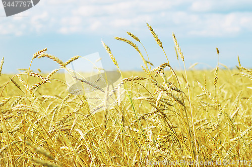 Image of wheat field