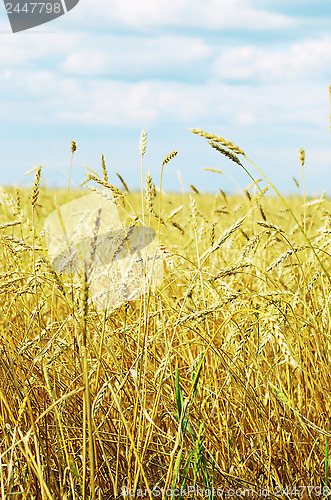 Image of wheat field