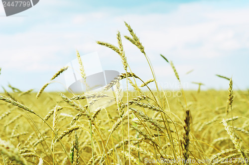 Image of wheat field