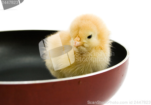 Image of chick on frying