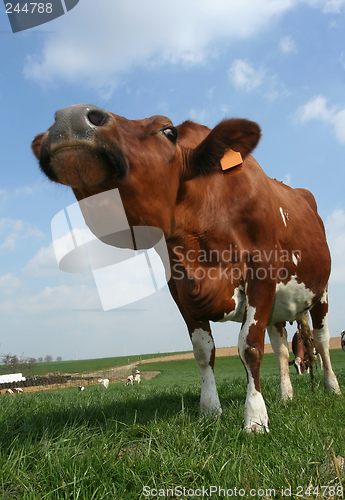 Image of cow