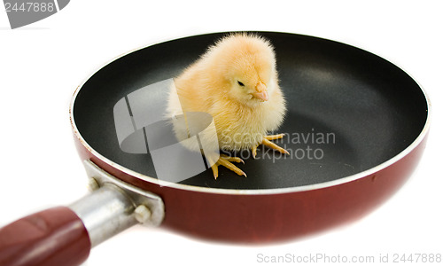 Image of chick on frying
