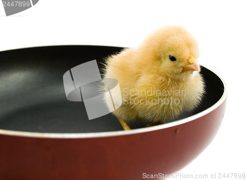 Image of chick on frying