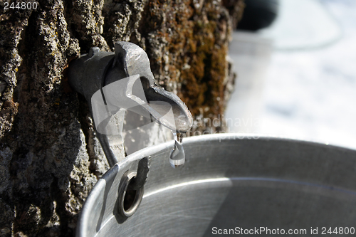 Image of Collecting sap to produce maple syrup