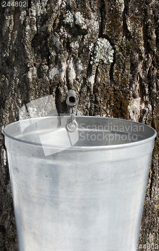 Image of Droplet of sap flowing into a pail to produce maple syrup