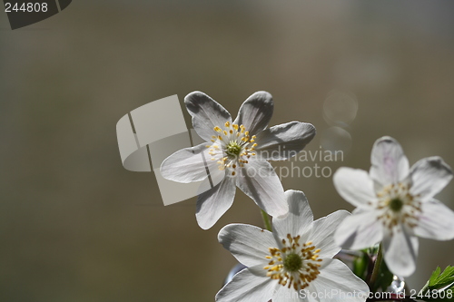 Image of white flower