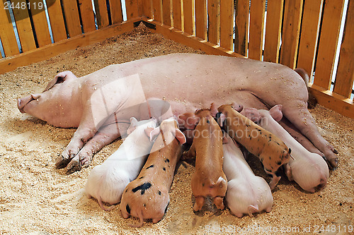 Image of Momma pig feeding piglets