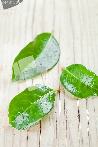 Image of three green wet leaves