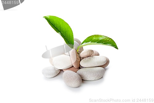 Image of heap of stones and green leaves