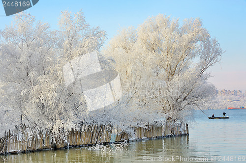 Image of frozen trees