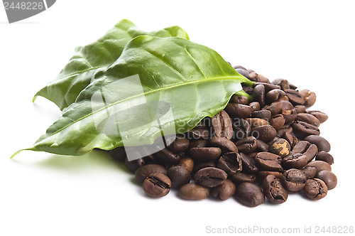 Image of coffee grains and leaves