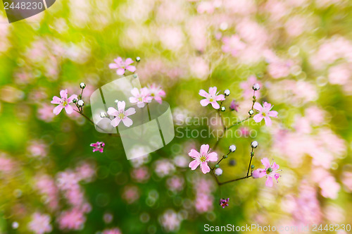 Image of Pink, spring flowers blossoms on bokeh background