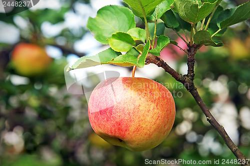 Image of Fresh red apple hanging on branch