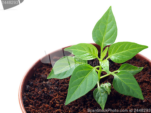 Image of Green pepper sprout in the pot