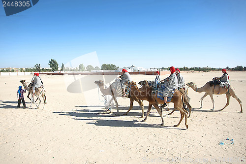Image of Camels in the line
