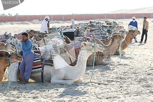 Image of Camels lieing down