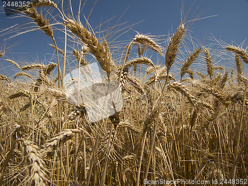 Image of Wheat crop close-up