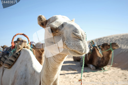 Image of Camel portrait