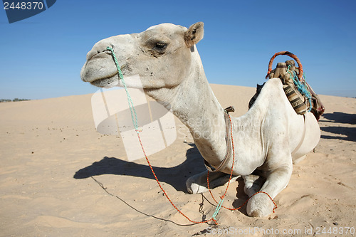 Image of Camel