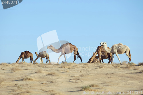 Image of Camel grazing grass
