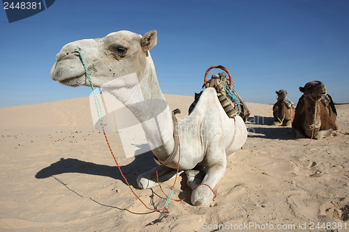 Image of Camels