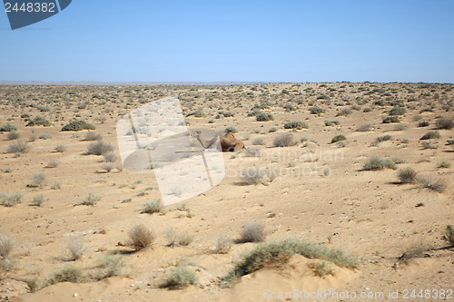 Image of Camel in Sahara Desert