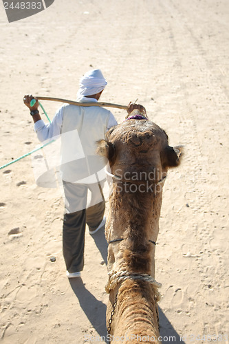 Image of Camels head