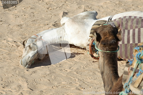 Image of Resting Camel