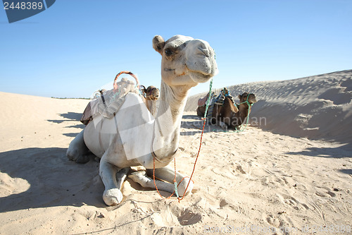 Image of Camels in Sahar