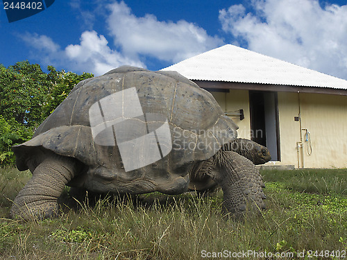 Image of Giant tortoise