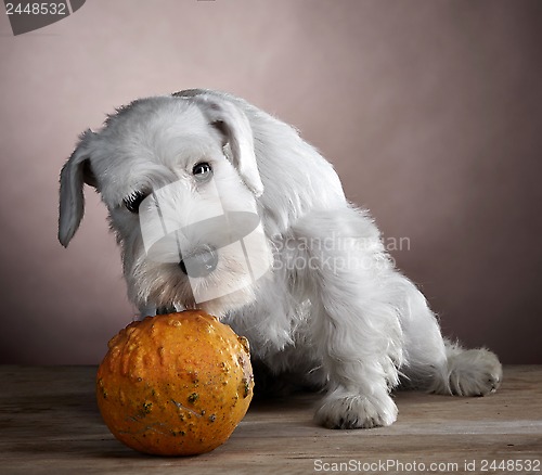 Image of white schnauzer and pumpkin