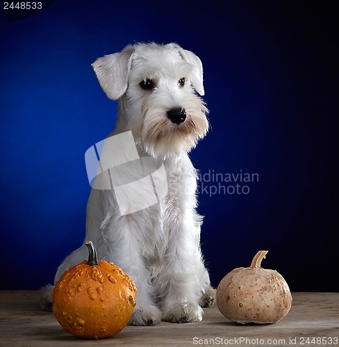 Image of white puppy and two pumpkins