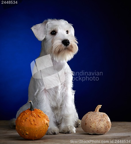 Image of white puppy and two pumpkins