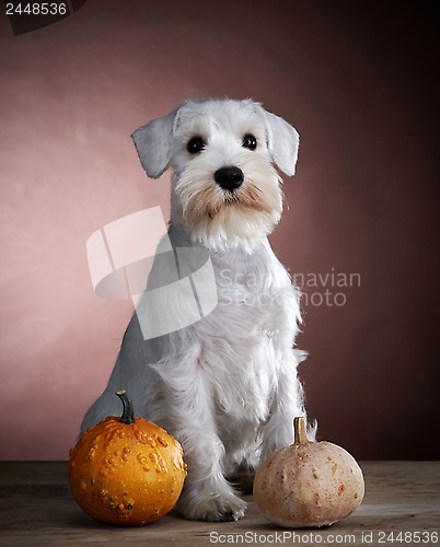 Image of White schnauzer and pumkin