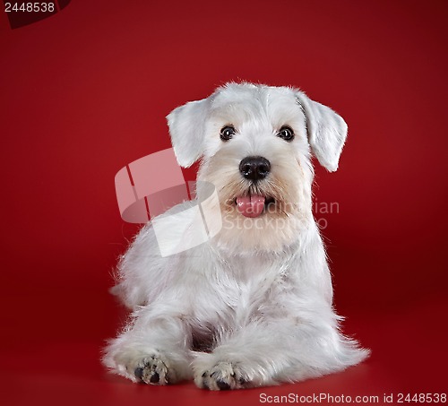 Image of white cute schnauzer on red background